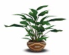 Native Potted Plant
