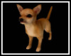Cute Animated Chihuahua