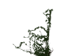 Corner Vines