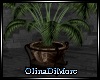 (OD) Large pot plant