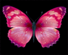 [EC] Illusion Butterflys