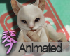 FQ|Animated Kitty