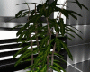 Plant_Petra