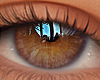♡ Caramel Brown Eyes