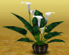 (H)White lilies