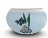 Aquarium Fish