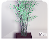 Mun | Bamboo Plant