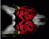 Sky* Romantic Red Rose