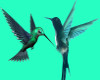 2 Hummingbirds IIII ench
