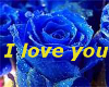 blue love rose