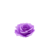 Single Lilac Rose