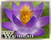 Huge Purple Lotus