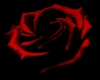 red rose radio