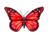 db butterfly red
