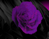 [ML]Purple roses