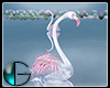 IGI Flamingos v.1