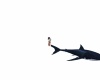 {LS} large Shark