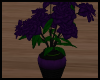 Purple Flower/Plant