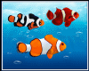 clown fish+