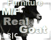 R|C Goat Black Furniture