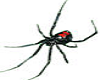 Black Widow Spider 2