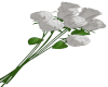 White Roses 7 Poses M/F