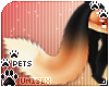 [Pets] Zorro | tail v2