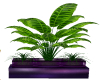 Purple Plant Box