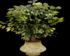 Potted Fiscus Tree