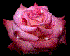 light rose rose