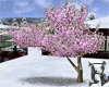 Cherry Snow Animated