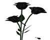 BLACK FLOWERS 4 PLANTING