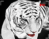 tiger W