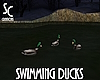 SC Swimming Ducks