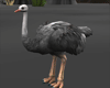 Safari Ostrich
