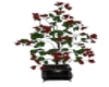 Bonsai with Red Blossoms