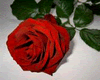 red rose