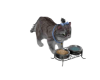 Lulu' cat