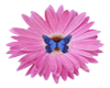 pink daisy & butterfly