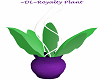 ~DL~Royalty Plant