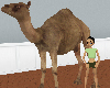 Camel So Real