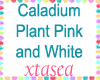 Caladium Pink n Wht