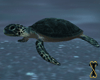 ![T] Ocean Turtle Ride 2