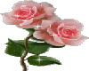 sticker pink rose