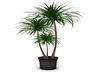 Potted palm tree plant