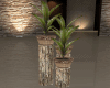 Small Palm Plants 2