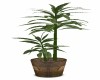 POTTED  LEAFY  PLANT  4
