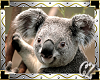 *CZ* Cute Koala Pic