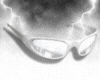 ✯ White Shades