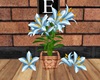 Lt Blue Potted Lily